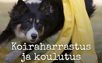Koiran harrastus ja koulutus